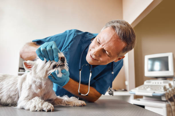 Best Weekend Emergency Dentist in Mitchellville, IA